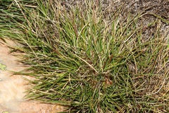 Pentameris rigidissima