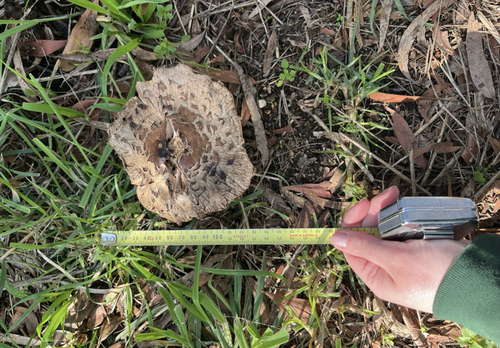 Shaggy Parasol