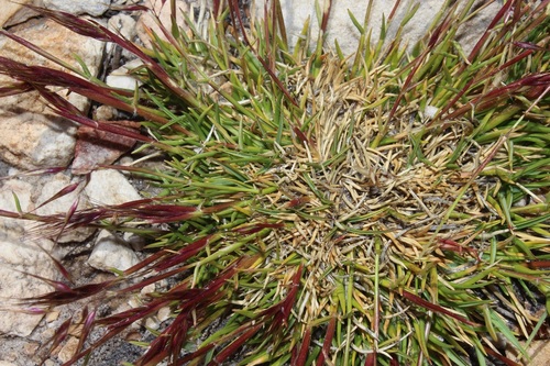Pentameris montana