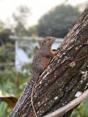 Heliosciurus undulatus