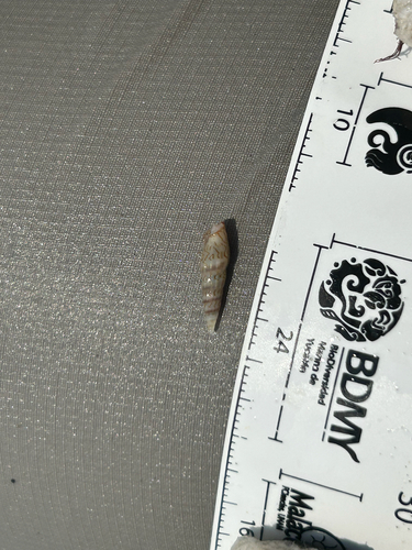 Mazatlania fulgurata, 2026-04-22