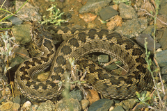 Vipera renardi