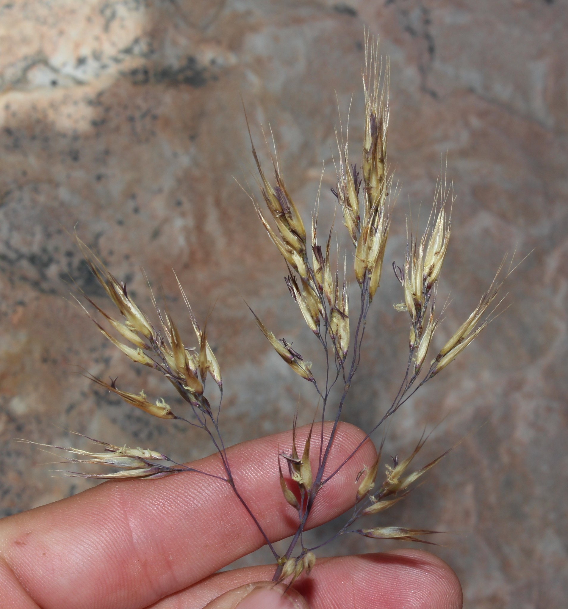 Pentameris pungens