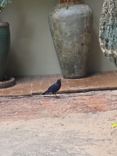 Blue Whistling-Thrush