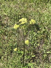 Polytaenia