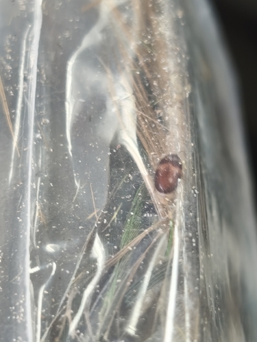 Banded Black Carpet Beetle