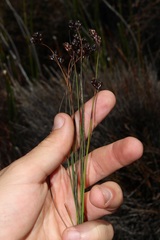 Restio pedicellatus