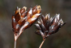 Restio pedicellatus