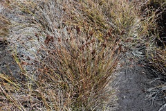 Restio pedicellatus