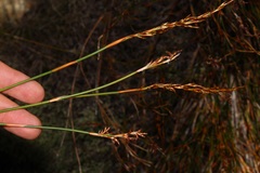 Restio sieberi