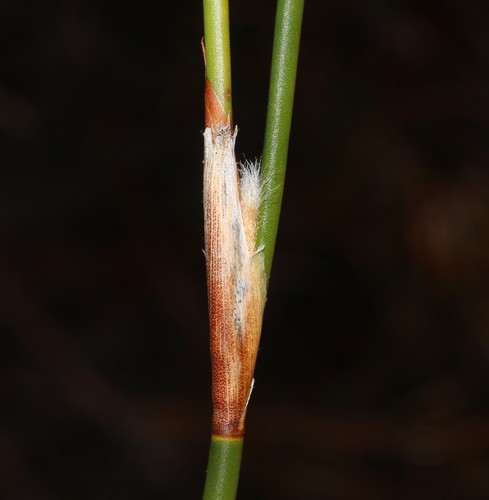 Image of Restio sieberi by (c) Brian du Preez, some rights reserved (CC BY-SA)