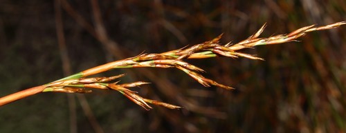 Image of Restio sieberi by (c) Brian du Preez, some rights reserved (CC BY-SA)