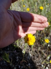 Layia septentrionalis