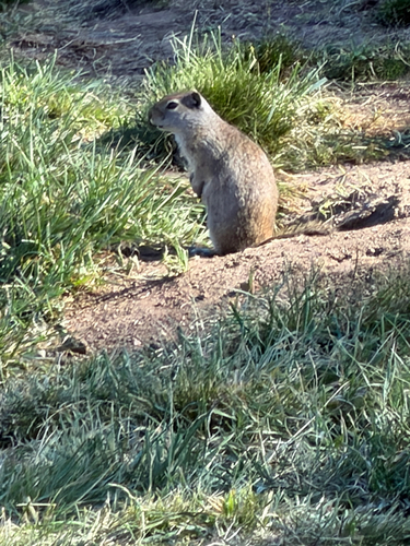 Uinta Ground Squirrel observed by jachwest
