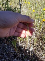 Layia septentrionalis
