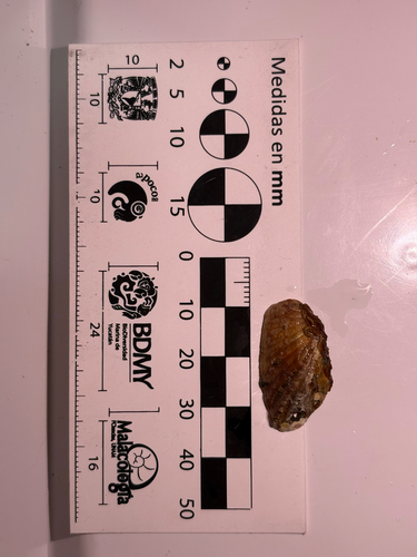 Similar Cardita Shell (Carditamera affinis)