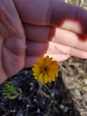 Layia septentrionalis