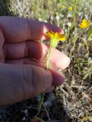 Layia septentrionalis