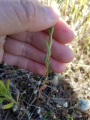 Layia septentrionalis