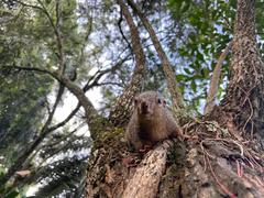 Heliosciurus undulatus