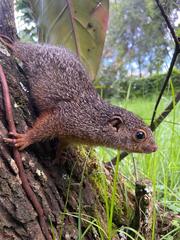 Heliosciurus undulatus