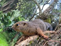 Heliosciurus undulatus