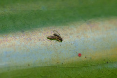 Entomobrya nigrocincta