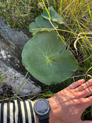 Ranunculus lyallii, photograph 2