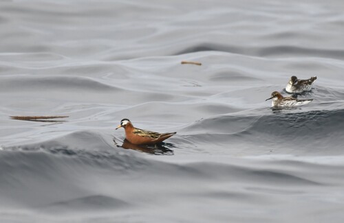 Red Phalarope (Phalaropus fulicarius), photo 4