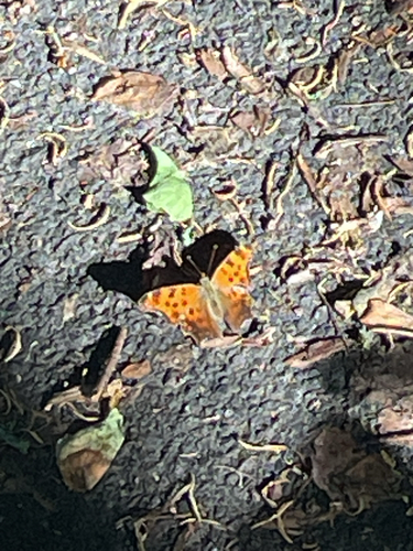 Eastern Comma