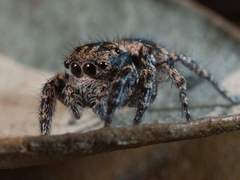 Habronattus fallax