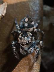 Habronattus fallax