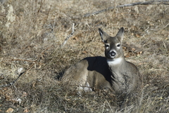 Odocoileus virginianus