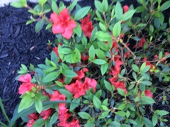 Rhododendron simsii