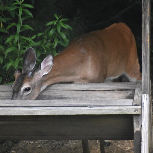 White-tailed Deer