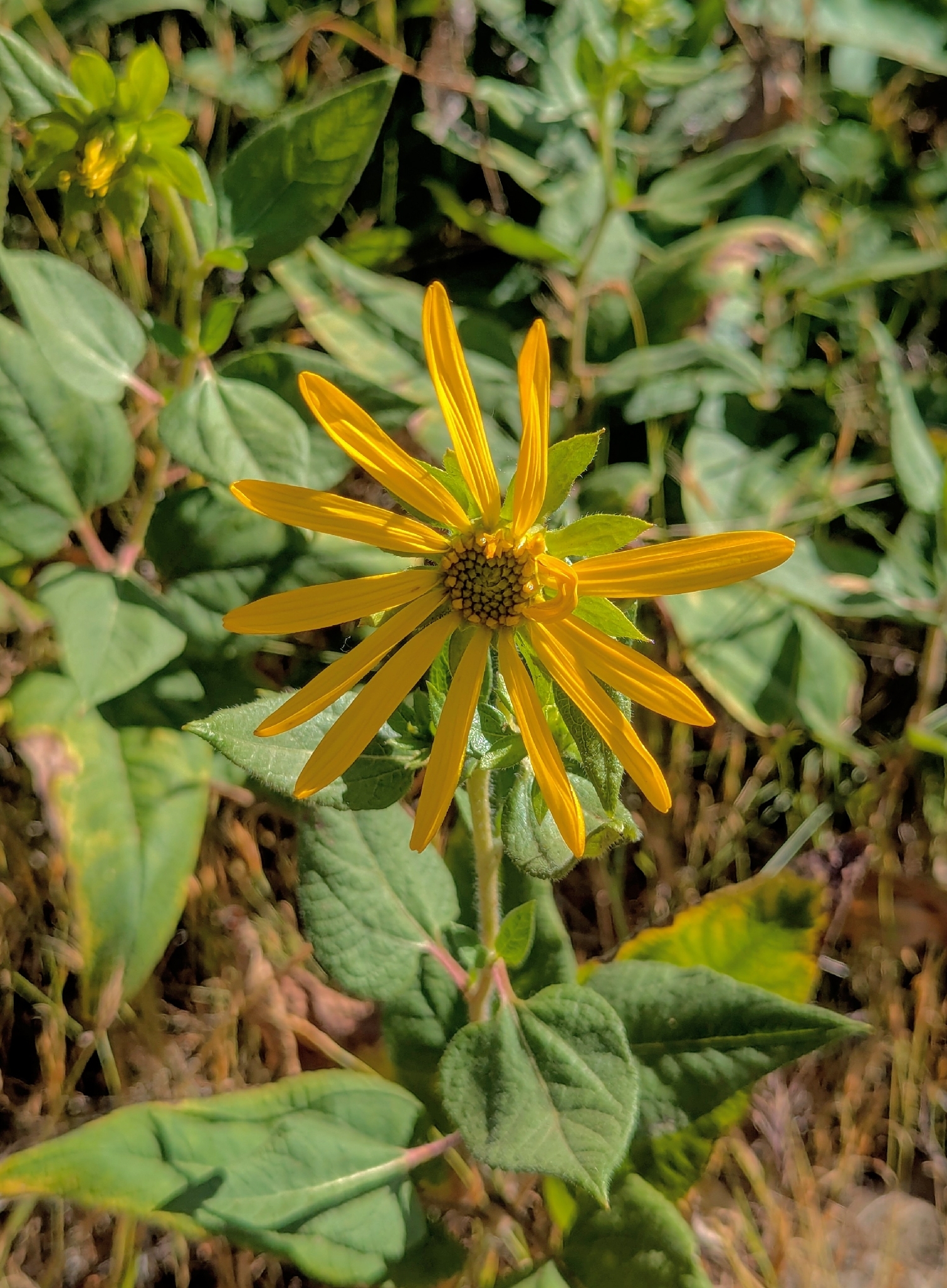 Imagem de Agnorhiza reticulata