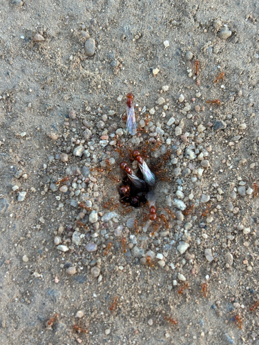 Solenopsis amblychila