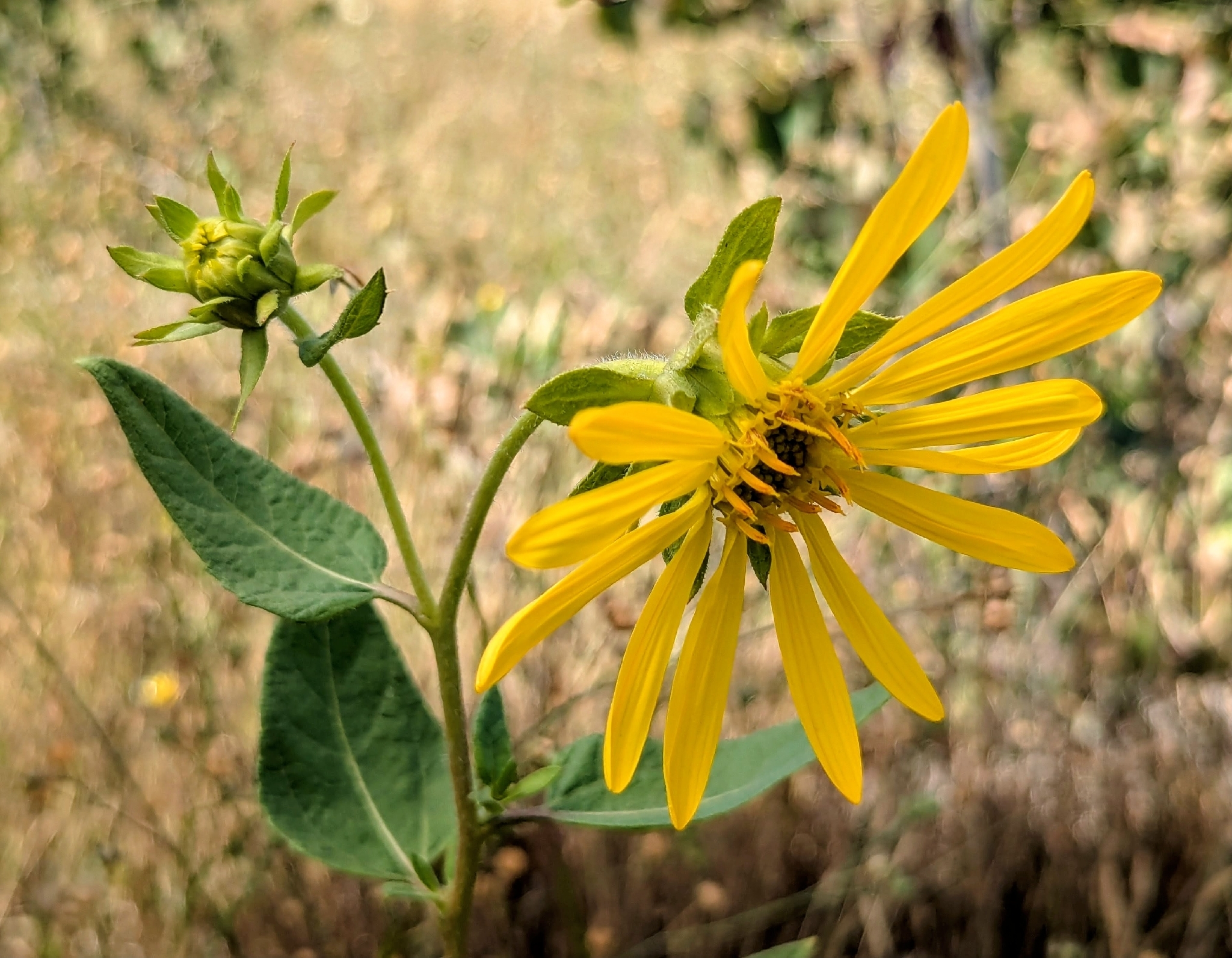 Imagem de Agnorhiza reticulata