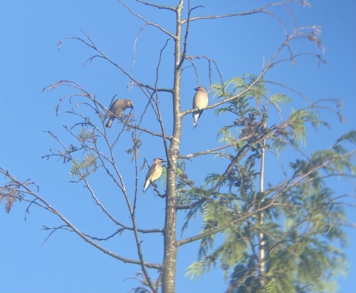 Cedar Waxwing
