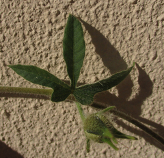 Ipomoea magnusiana image