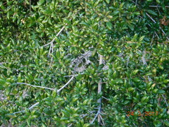 Quercus agrifolia