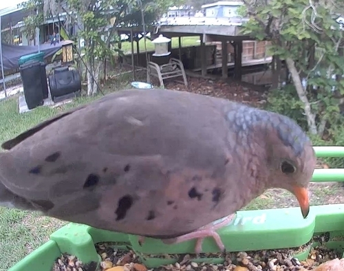 Common Ground Dove observed by bfberauer