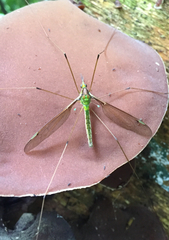 Leptotarsus albistigma