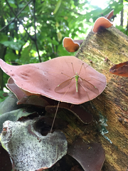 Leptotarsus albistigma
