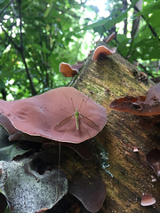 Leptotarsus albistigma