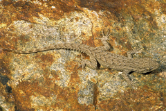 Mediodactylus russowii