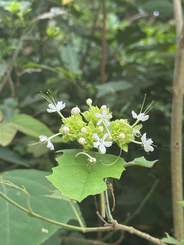 Clerodendrum canescens, photograph 4