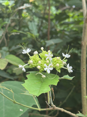 Clerodendrum canescens, photograph (c) John Baur, some rights reserved (CC BY)