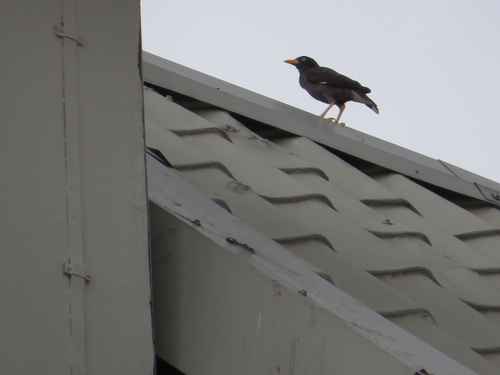 Javan Myna