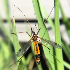Hesperotipula